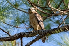 Red-shouldered Hawk