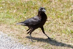 American Crow