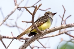 Great Crested Flycatcher