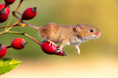 Harvest Mouse