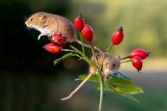 Harvest Mice