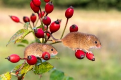 Harvest Mice