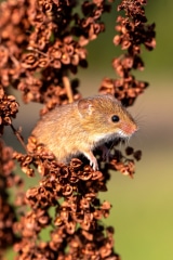 Harvest Mouse