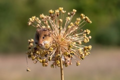 Harvest Mouse