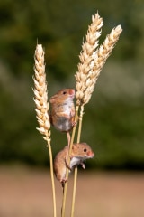 Harvest Mice