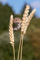 Harvest Mouse