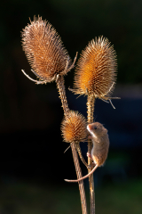 Harvest Mouse