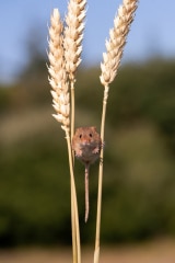 Harvest Mouse