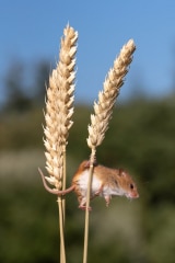 Harvest Mouse