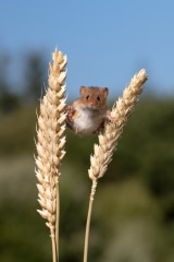 Harvest Mouse