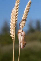Harvest Mouse