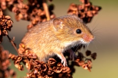 Harvest Mouse