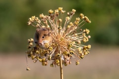 Harvest Mouse