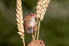 Harvest Mice