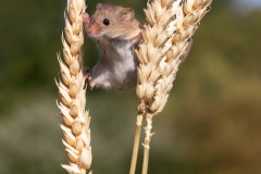 Harvest Mouse