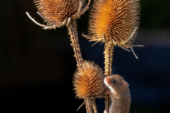 Harvest Mouse