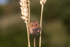 Harvest Mouse