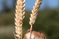 Harvest Mouse
