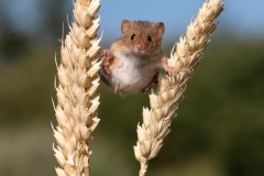 Harvest Mouse