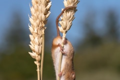 Harvest Mouse