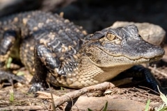 American Alligator (hatchling)