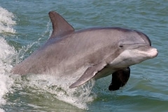 Coastal Bottlenose Dolphins