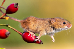 Harvest mouse (Micromys minutus) on rose hips, Holt, Dorset, UK
