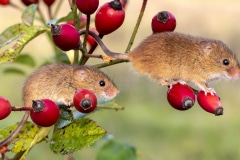 Harvest mice (Micromys minutus) on rose hips, Holt, Dorset, UK