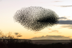 Starling Murmuration