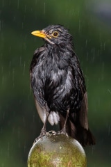 Common Blackbird