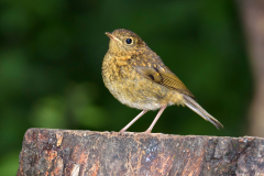 European Robin