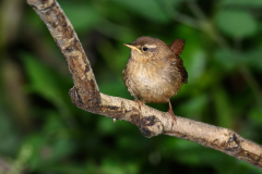 Wren