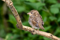 House Sparrow