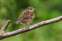 Dunnock