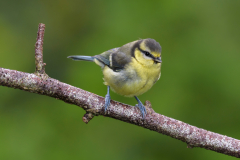 Blue Tit