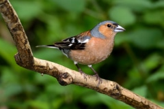 Chaffinch