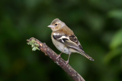 Chaffinch