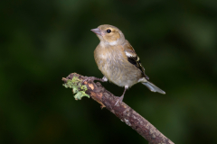 Chaffinch