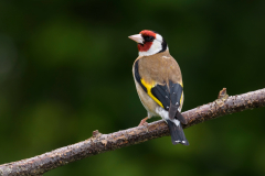 Goldfinch