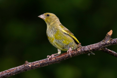 Greenfinch
