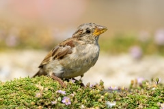 House Sparrow
