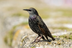 Starling