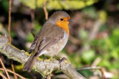 European Robin