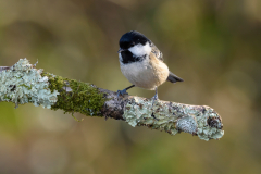 Coal Tit