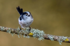 Long-tailed Tit