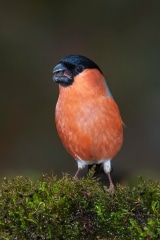 Eurasian Bullfinch