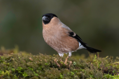 Eurasian Bullfinch