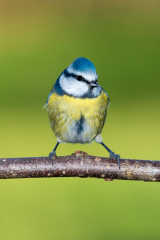 Blue Tit