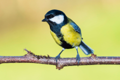 Great Tit