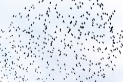 Starling Murmuration